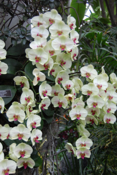 Phalaenopsis hybrid
