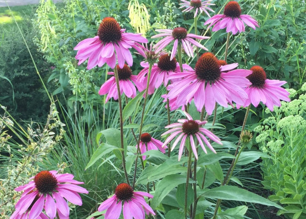 Echinacea purpurea