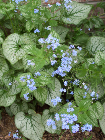 Brunnera macrophylla