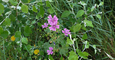 Malva sylvestris