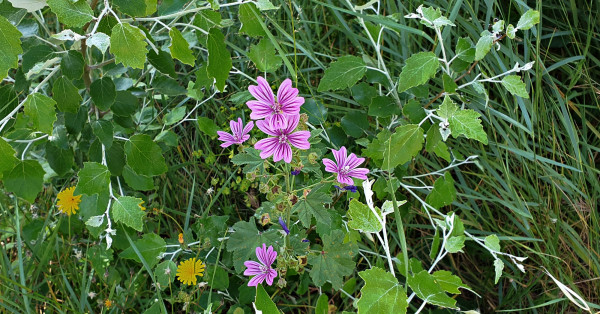 Malva sylvestris
