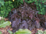 Black Heuchera
