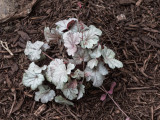 Silver w/dark veins Heuchera