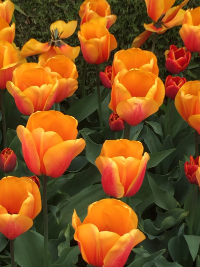 Tulipa gesneriana
