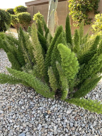 Asparagus densiflorus