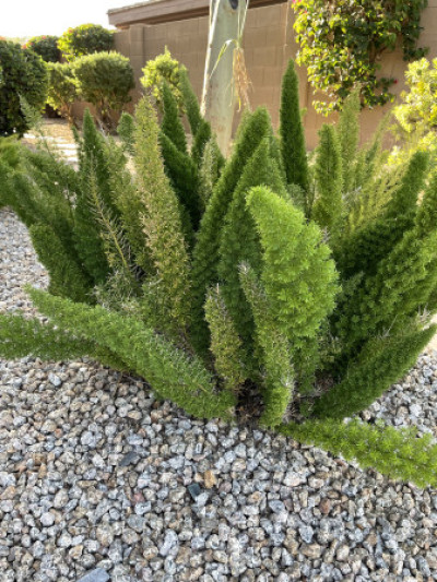 Asparagus densiflorus