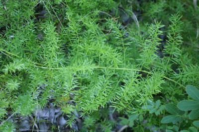 Asparagus aethiopicus