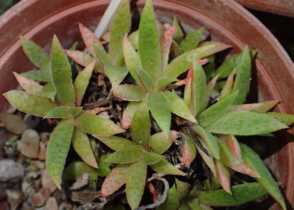 Crassula schmidtii