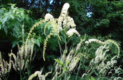 Actaea racemosa