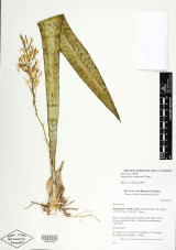 Dracaena trifasciata
