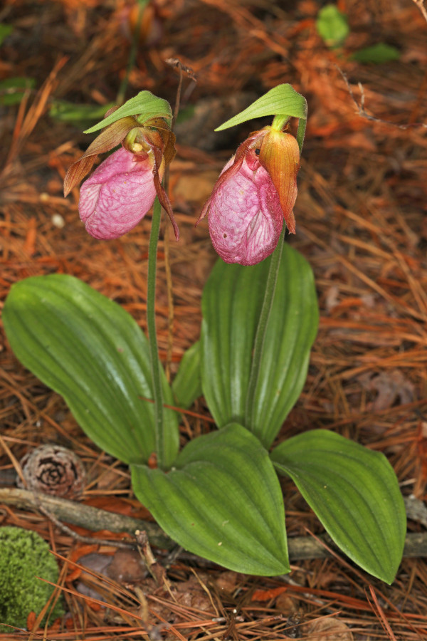 Cypripedium acaule