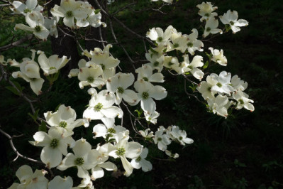 Cornus florida