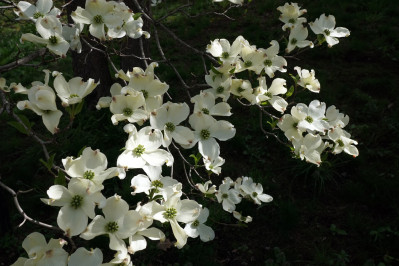 Cornus florida