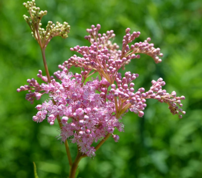 Filipendula rubra