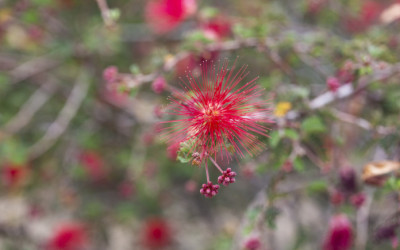 Calliandra californica