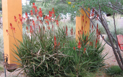 Aloe dawei
