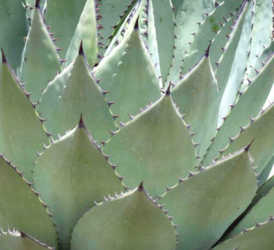 Agave parryi