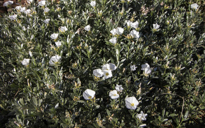 Convolvulus cneorum
