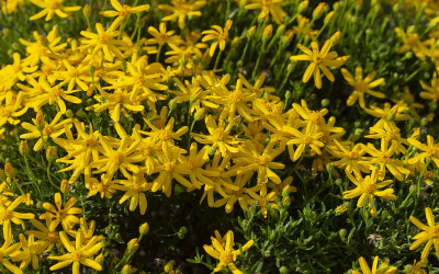 Chrysactinia mexicana