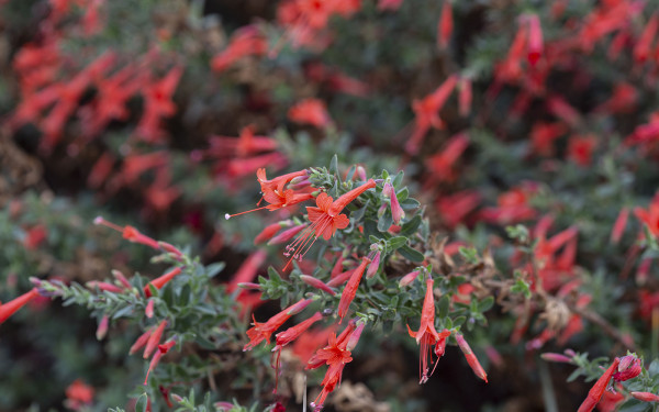 Epilobium canum