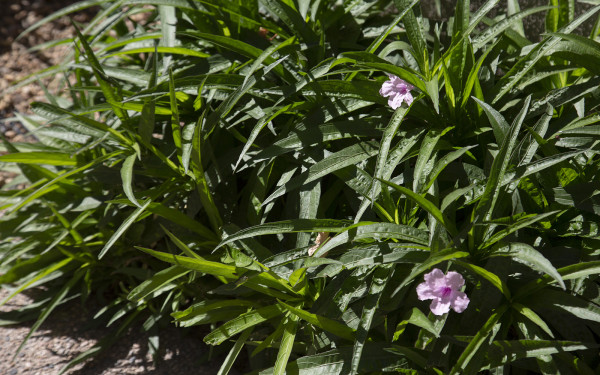 Ruellia simplex