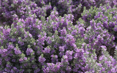 Leucophyllum frutescens
