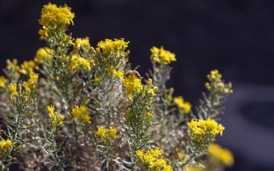 Ericameria laricifolia