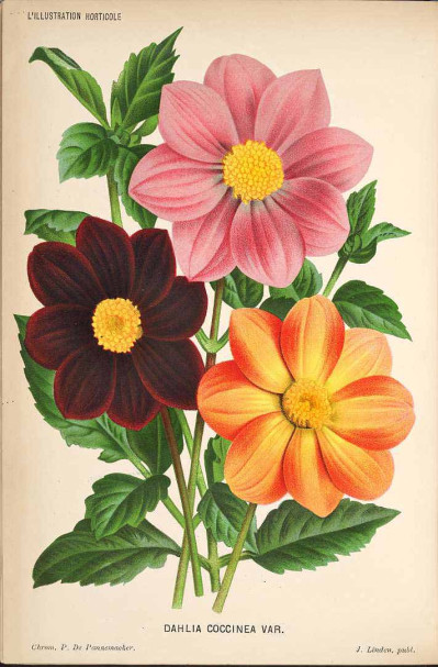 Dahlia pinnata