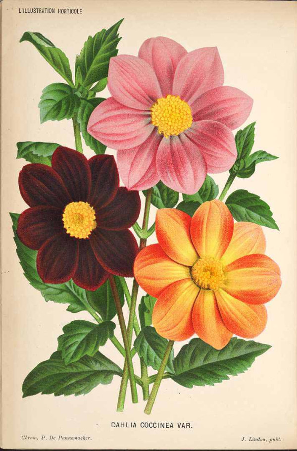 Dahlia pinnata