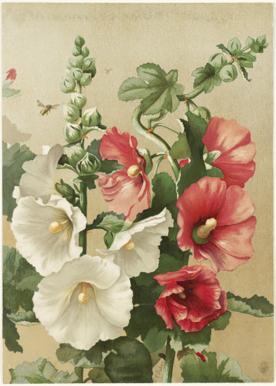 Alcea rosea