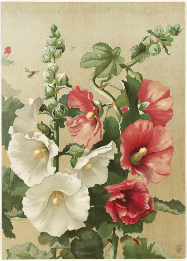 Alcea rosea