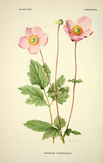 Eriocapitella × hybrida