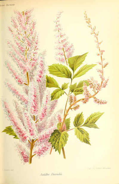 Astilbe chinensis