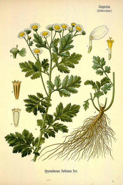 Tanacetum parthenium