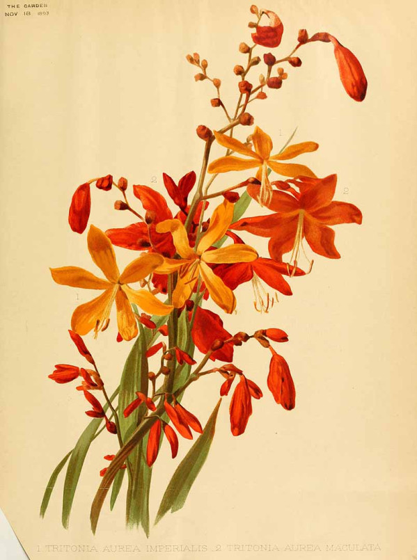 Crocosmia aurea