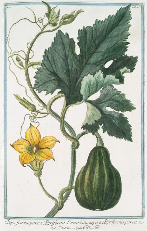 Cucurbita pepo