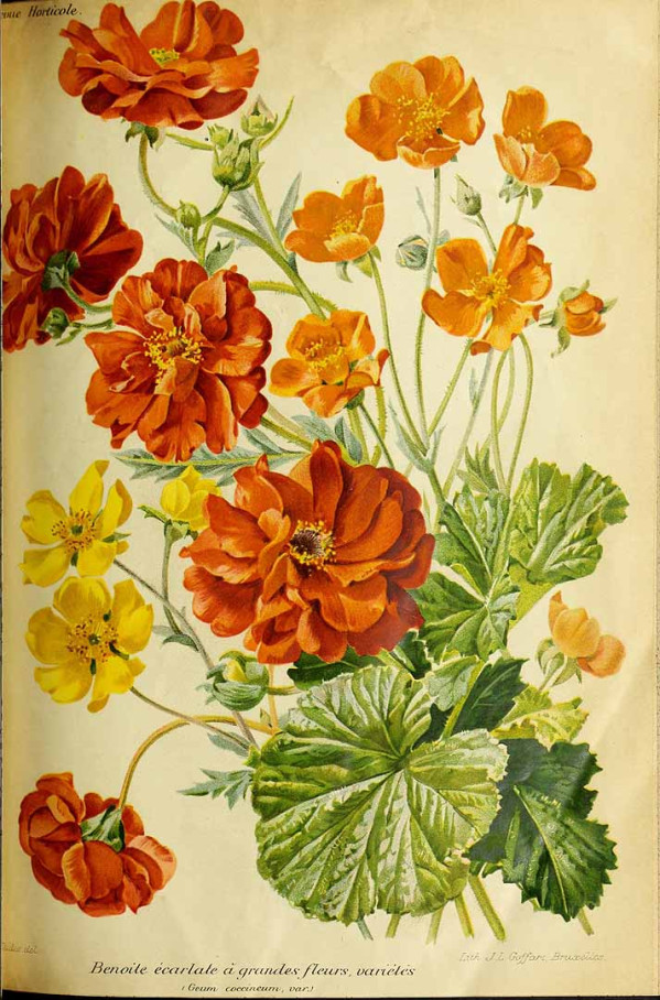 Geum quellyon