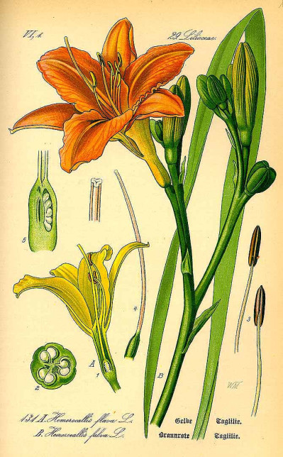 Hemerocallis fulva