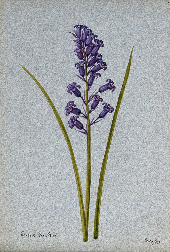 Hyacinthoides non scripta