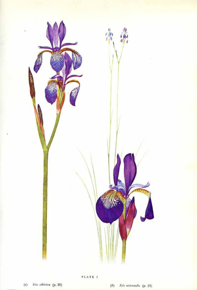 Iris sibirica