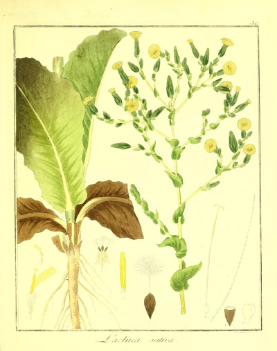 Lactuca sativa