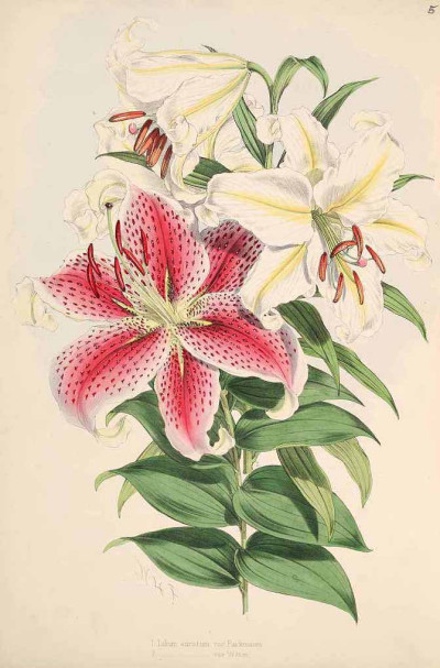 Lilium orientalis