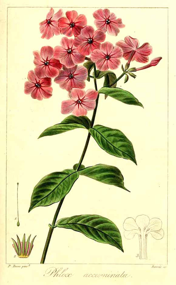 Phlox paniculata