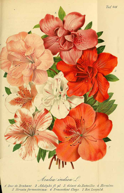 Rhododendron indicum
