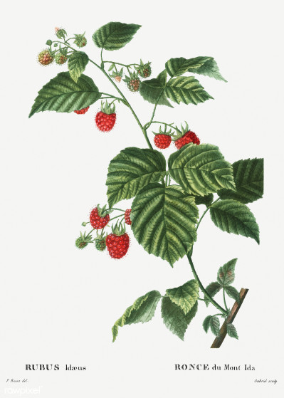 Rubus idaeus