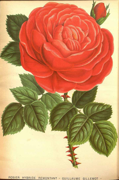 Rosa x hybrida
