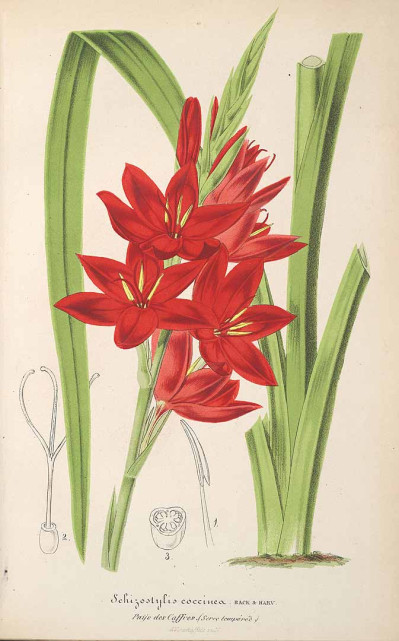 Hesperantha coccinea
