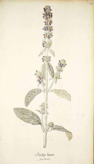 Stachys byzantina