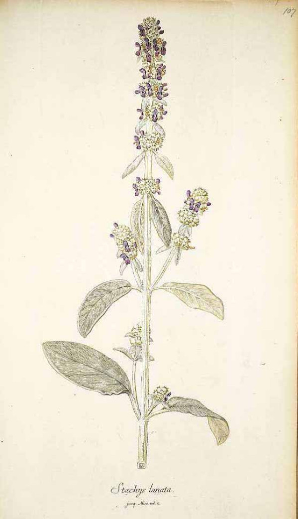 Stachys byzantina