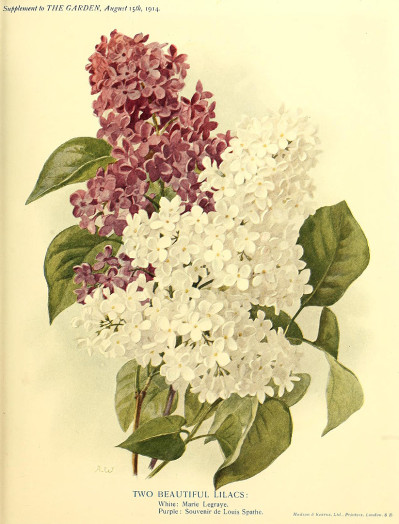 Syringa vulgaris